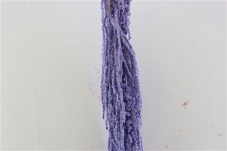 <h4>Pres Amaranthus Caud Milka Bunch</h4>