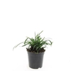 Liriope muscari