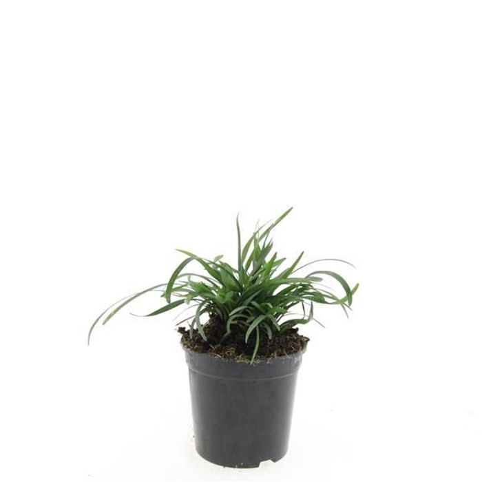 Liriope muscari