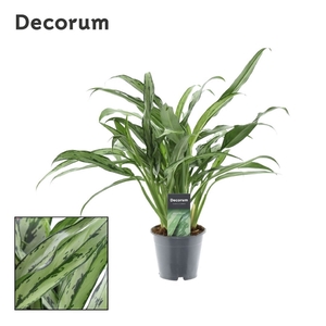 Aglaonema Cutlass (Decorum)