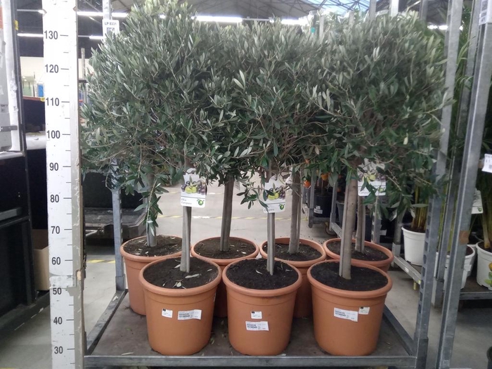 <h4>Olea europaea</h4>