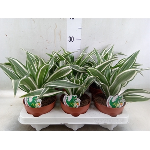 Dracaena frag. 'White Jewel'