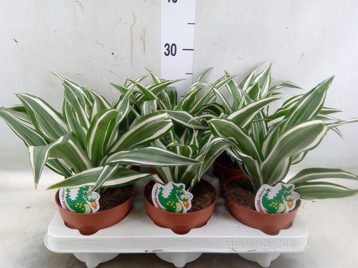 <h4>Dracaena frag. 'White Jewel'</h4>