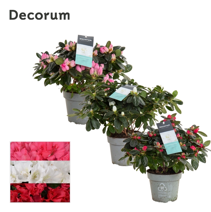 <h4>Azalea 14 cm mix - Decorum</h4>