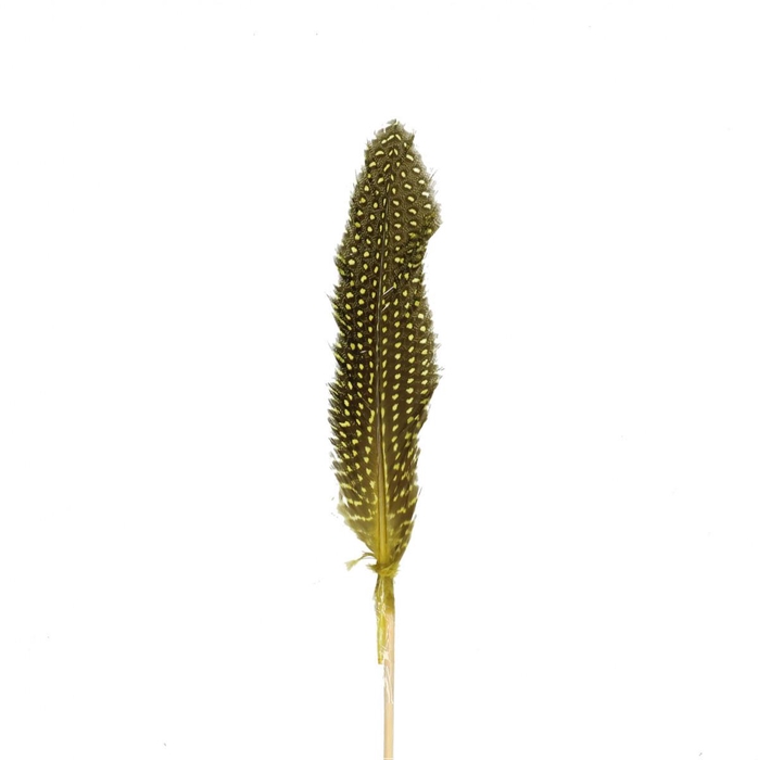 <h4>Bijsteker 12cm Hoenderveer 20cm</h4>