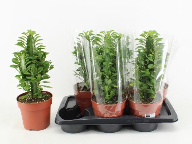 <h4>EUPHOR TRIGONA</h4>