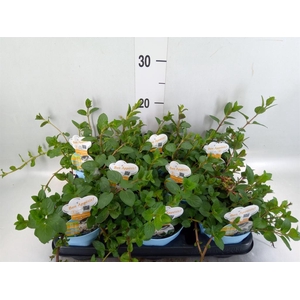 Mentha piperita