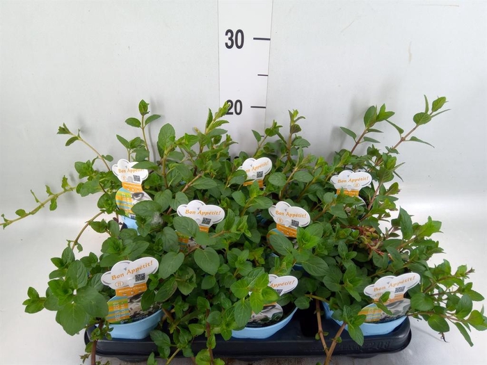 <h4>Mentha piperita</h4>