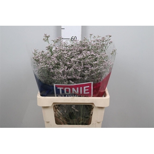 Lim Tall Pink Emille