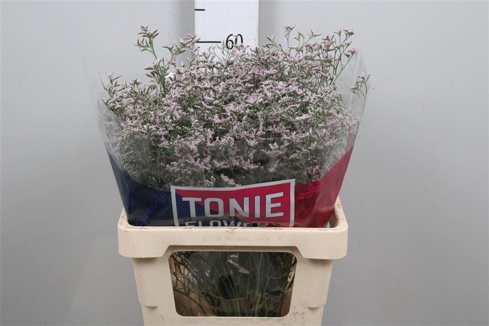 <h4>Lim Tall Pink Emille</h4>