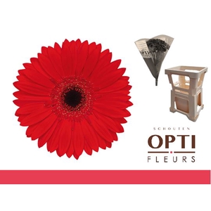 Gerbera Blinddate Water / Hoes