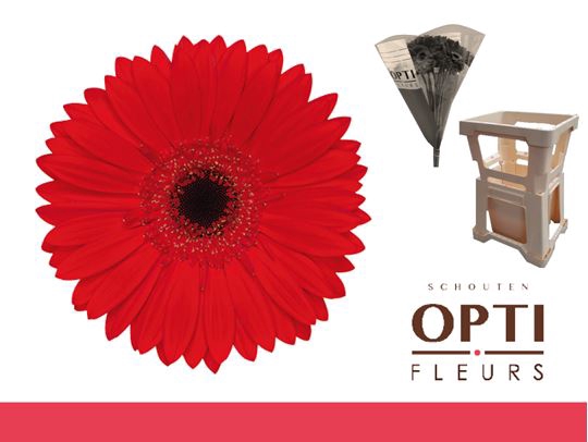 <h4>Gerbera Blinddate Water / Hoes</h4>