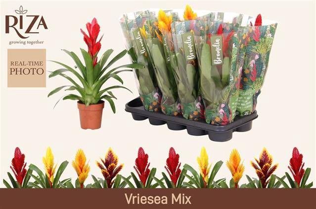 <h4>VRIES GEM 5 SRT</h4>