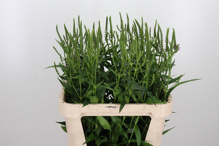 <h4>Physostegia Roze</h4>