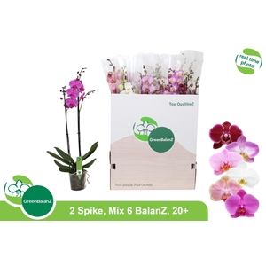 PHAL GEM 6 KL