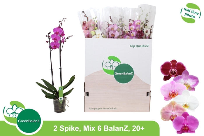 <h4>PHAL GEM 6 KL</h4>