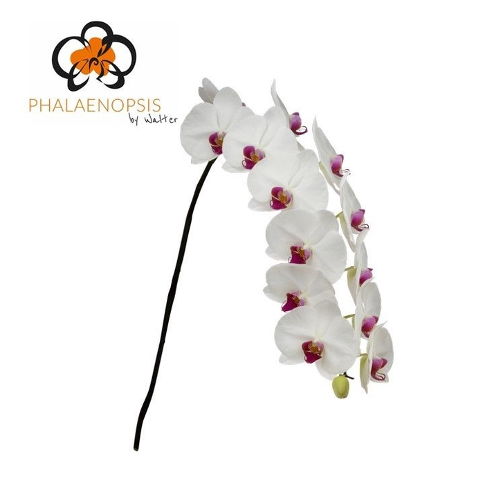 <h4>Phalaenopsis Red Lips 10-14</h4>