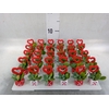 Arr.  Succulents L%