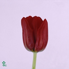 Tulipa si seadov