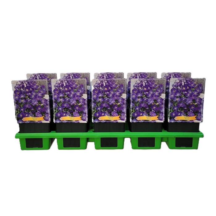 Aubrieta