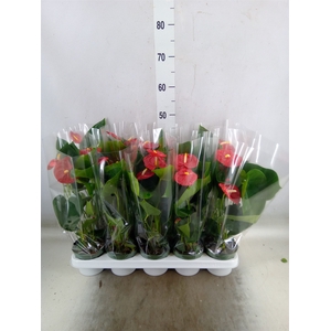 Anthurium andr. 'Royal Champion'