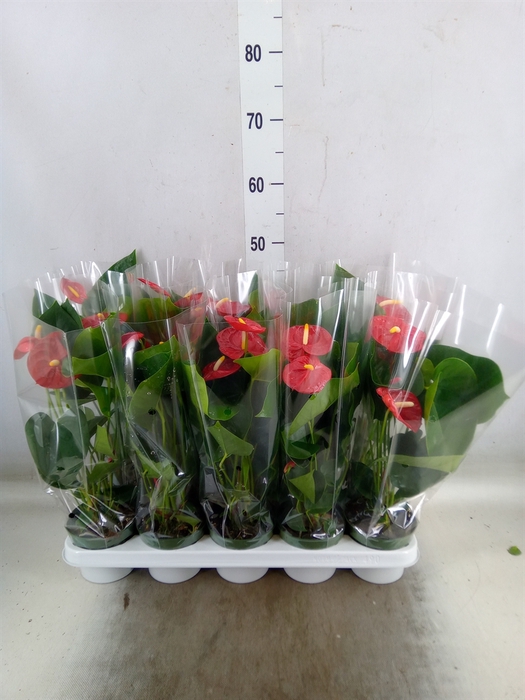<h4>Anthurium andr. 'Royal Champion'</h4>