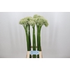 Allium Mount Everest