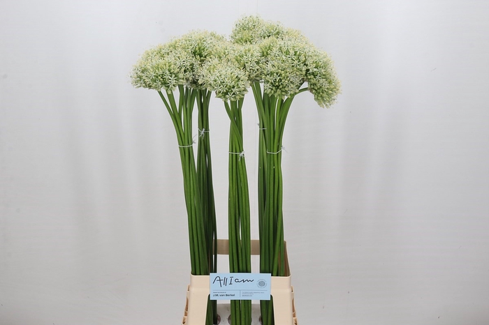 <h4>Allium Mount Everest</h4>