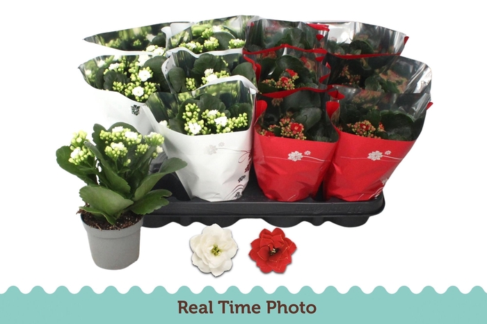 <h4>KAL GE GEM 2 KL</h4>