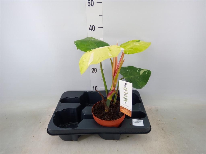 <h4>Philodendron   ...</h4>