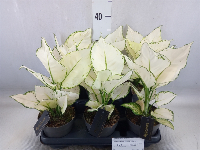 <h4>Aglaonema  'White Joy'</h4>