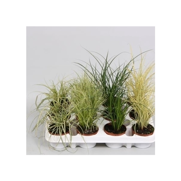 <h4>Graminées Carex mix</h4>