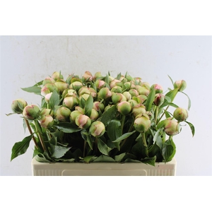 Paeonia L Alertie