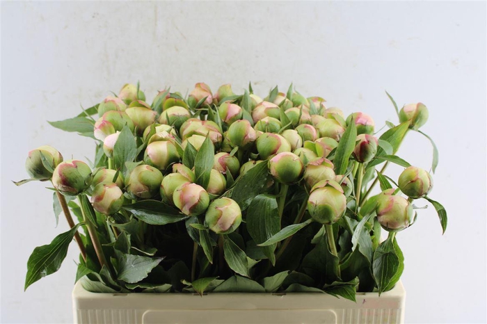 <h4>Paeonia L Alertie</h4>