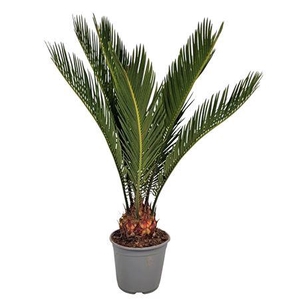 Cycas Revoluta 8+
