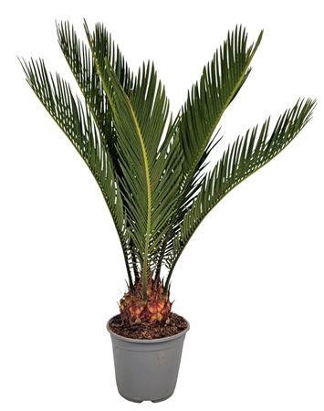 <h4>Cycas Revoluta 8+</h4>