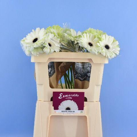 <h4>GE GR WHITE HOUSE</h4>