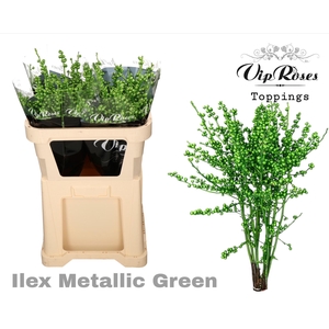 Ilex Metallic Green 70 Cm