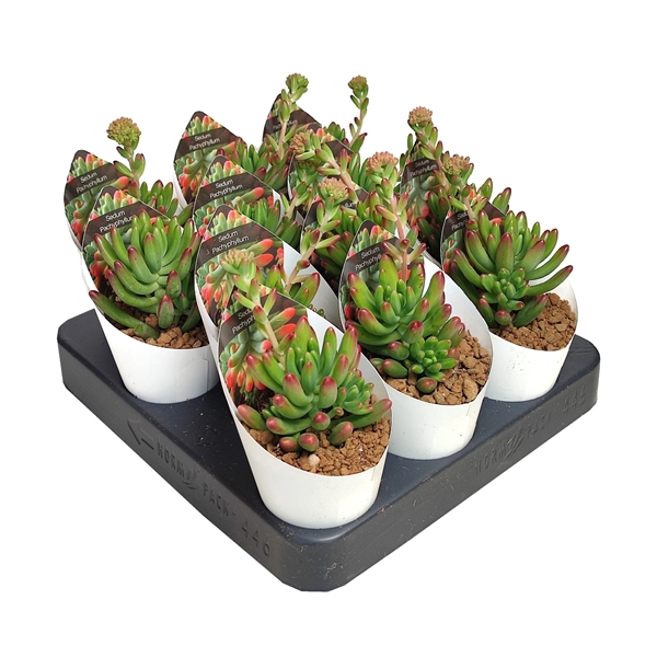 <h4>SEDUM PACHYPHYLLUM - POT Ø 6,5 WITH POTCOVER (SUCCULENTEN)</h4>