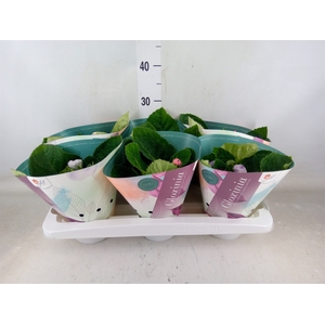 Sinningia  'Brocade'   ...mix