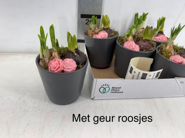 <h4>ARR BOL KNOLGEWAS</h4>