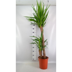 Yucca   ...