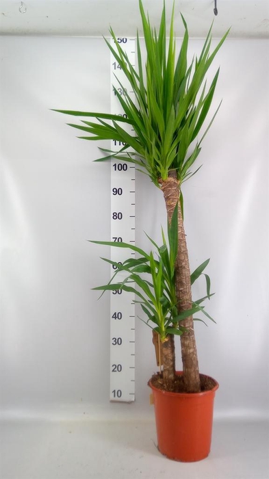 <h4>Yucca ...</h4>