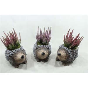 0330 CALLUNA EGEL