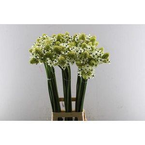 Ornitogalum Saundersiae L 90
