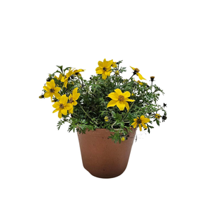 Bidens overig