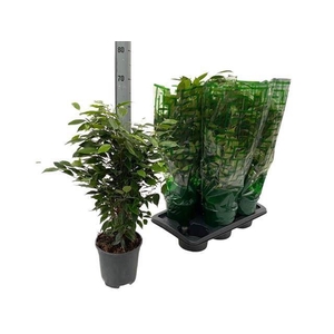 Ficus benja. 'Anastasia'