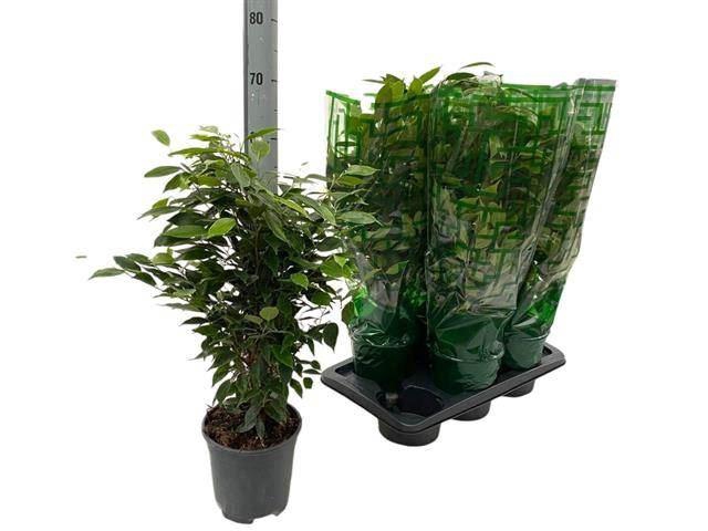 <h4>Ficus benja. 'Anastasia'</h4>