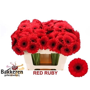 Ge Mi Red Ruby