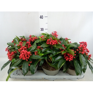 Skimmia jap. ssp  reevesiana